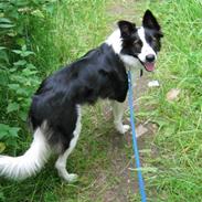 Border collie Cron-Heede Mari (Cody)