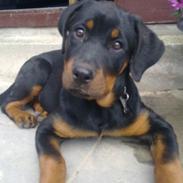 Rottweiler Ziggi