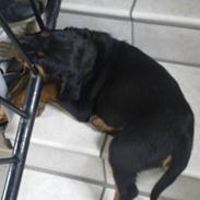 Rottweiler Ziggi
