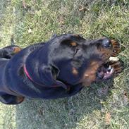 Rottweiler Ziggi