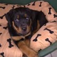 Rottweiler Ziggi