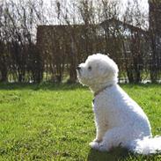 Bichon à poil frisé Nala