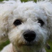 Bichon à poil frisé Nala