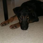 Blanding af racer Hector 