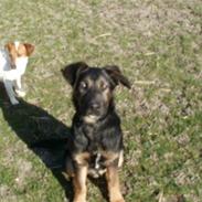 Blanding af racer Hector 