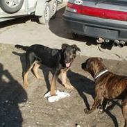 Blanding af racer Hector 