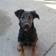 Blanding af racer Hector 