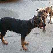 Blanding af racer Hector 