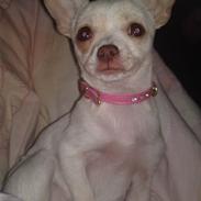 Chihuahua Chloe