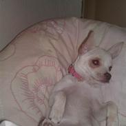 Chihuahua Chloe