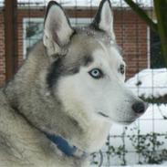 Siberian husky keso