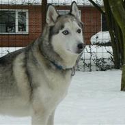 Siberian husky keso