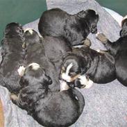 Berner sennenhund Astrid