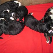 Berner sennenhund Astrid