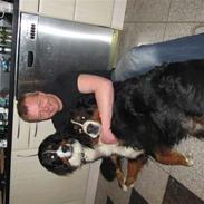 Berner sennenhund Astrid