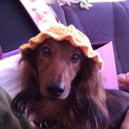 Dværggravhund Basse