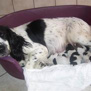 Field Trial spaniel gucci