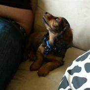 Dværggravhund Philip