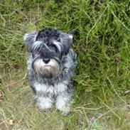 Dvaergschnauzer Vanilla Fudge