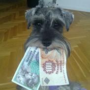 Dvaergschnauzer Vanilla Fudge