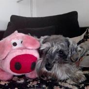 Dvaergschnauzer Vanilla Fudge