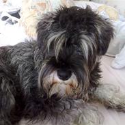 Dvaergschnauzer Vanilla Fudge