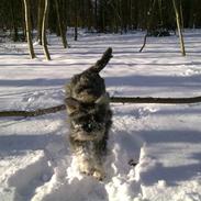 Dvaergschnauzer Vanilla Fudge