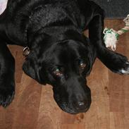 Blanding af racer Bjørn