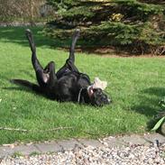 Blanding af racer Bjørn