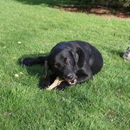 Blanding af racer Bjørn