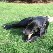 Blanding af racer Bjørn