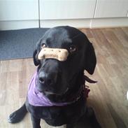 Blanding af racer Bjørn