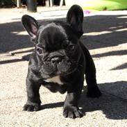 Fransk bulldog Ludwig