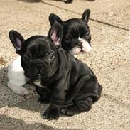 Fransk bulldog Ludwig