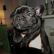 Fransk bulldog Ludwig