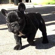 Fransk bulldog Ludwig