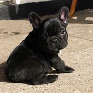 Fransk bulldog Ludwig