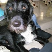 Blanding af racer Futte