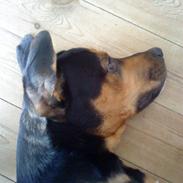 Blanding af racer KinGo