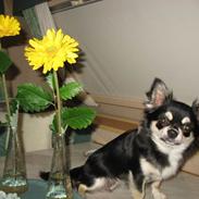 Chihuahua Mexi Jessie