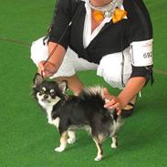 Chihuahua Mexi Jessie