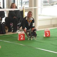 Chihuahua Mexi Jessie