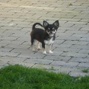 Chihuahua Mexi Jessie