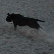 Staffordshire bull terrier Chili