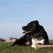 Staffordshire bull terrier Chili
