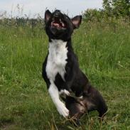 Staffordshire bull terrier Chili