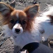 Papillon Charlie <3