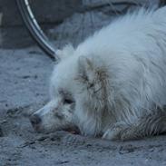 Samojedhund Motor