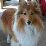 Shetland sheepdog Sofi