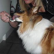 Shetland sheepdog Sofi